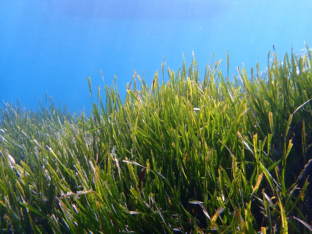 Pradera de posidonia oceánica en el Mediterráneo